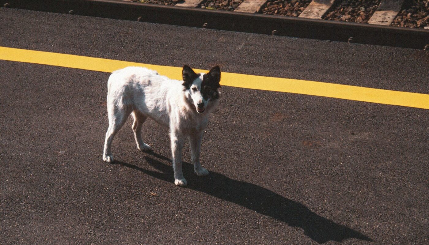 A small white dog standing in the middle of a road