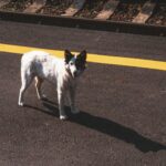 A small white dog standing in the middle of a road
