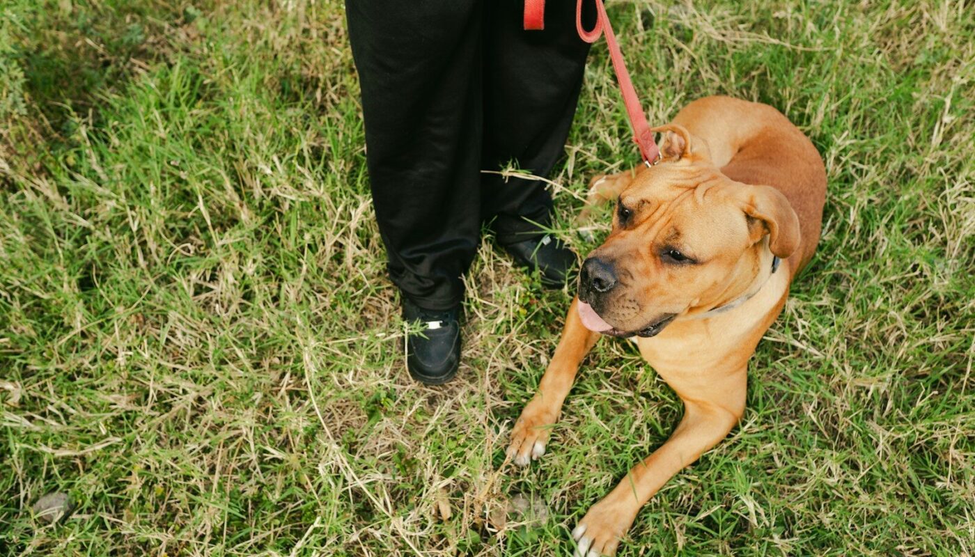 A dog relaxing on the grass with a leash.