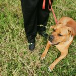 A dog relaxing on the grass with a leash.