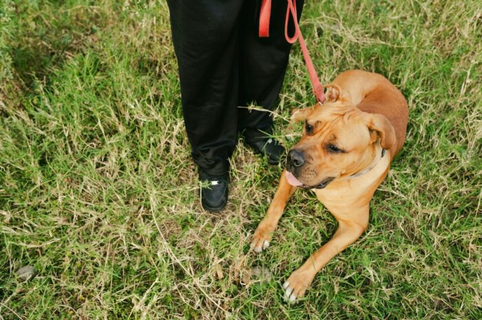 Dog Health Tips for Summer: How to Keep Dogs Cool and Comfortable