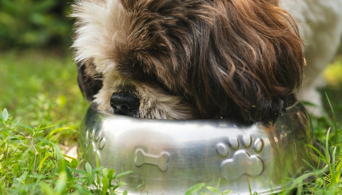 a brown and white dog eating out of a metal bowl