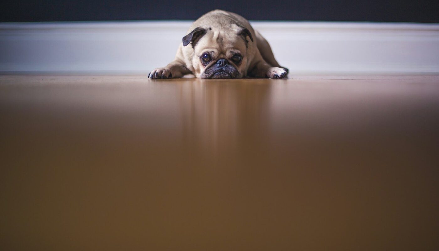 fawn pug lying on floor