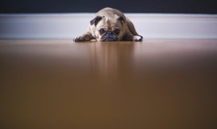 fawn pug lying on floor