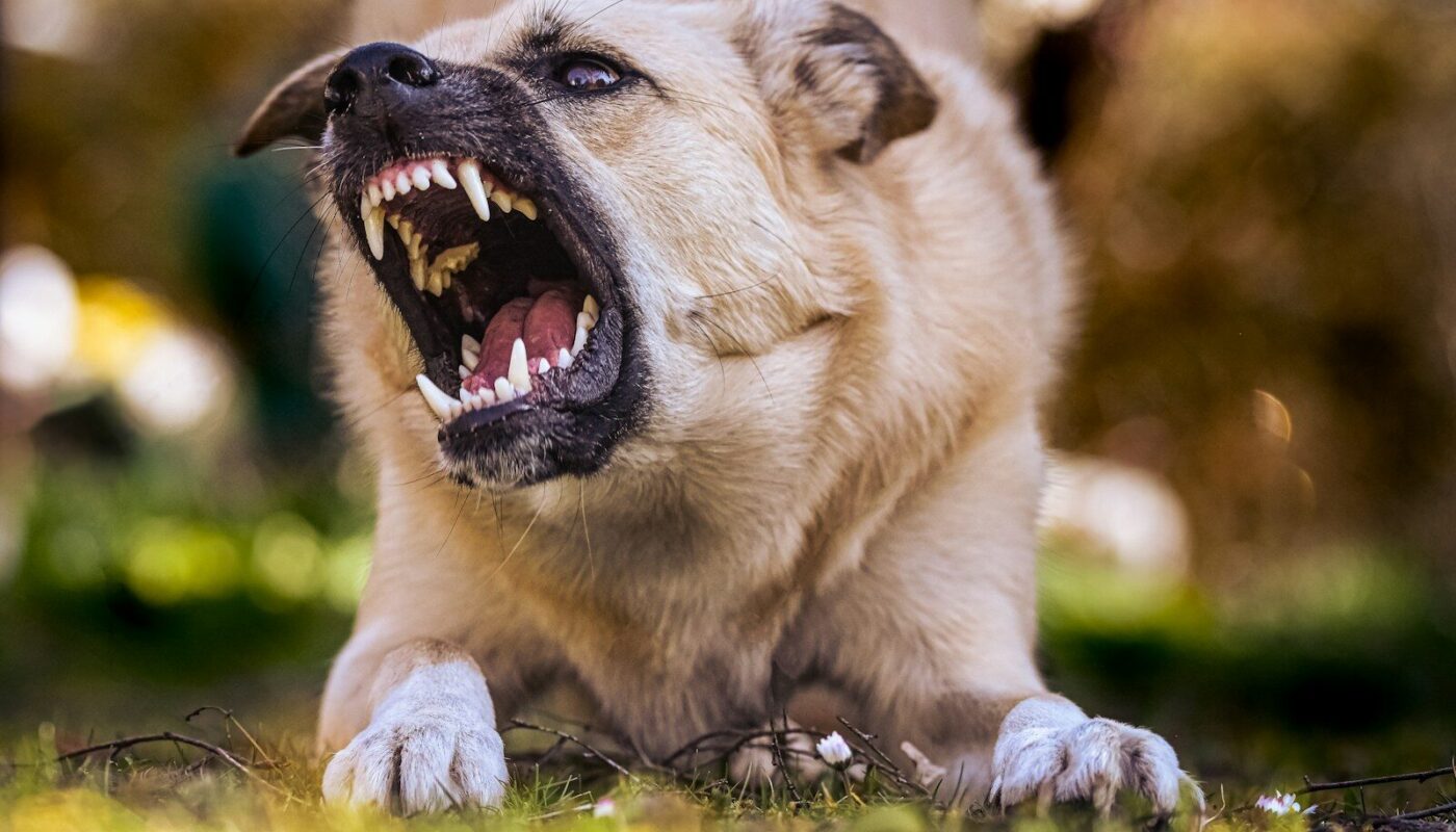 white and brown short coated dog lying on green grass during daytime