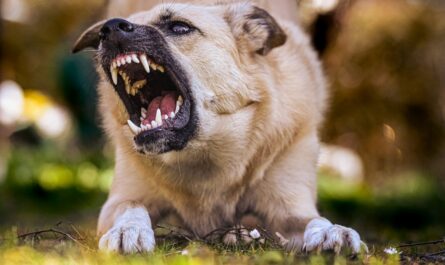 white and brown short coated dog lying on green grass during daytime