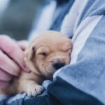 shallow focus photography of brown puppy during daytime