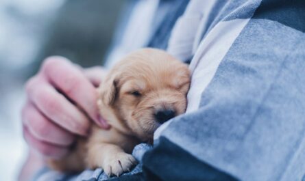 shallow focus photography of brown puppy during daytime