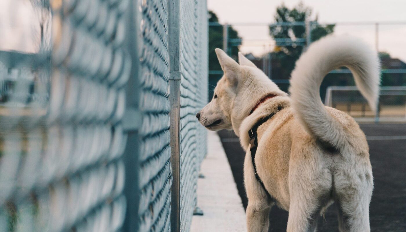 white dog standing beside fence