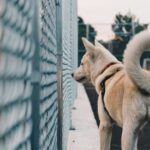 white dog standing beside fence