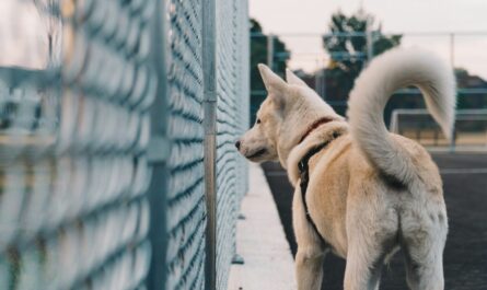 white dog standing beside fence