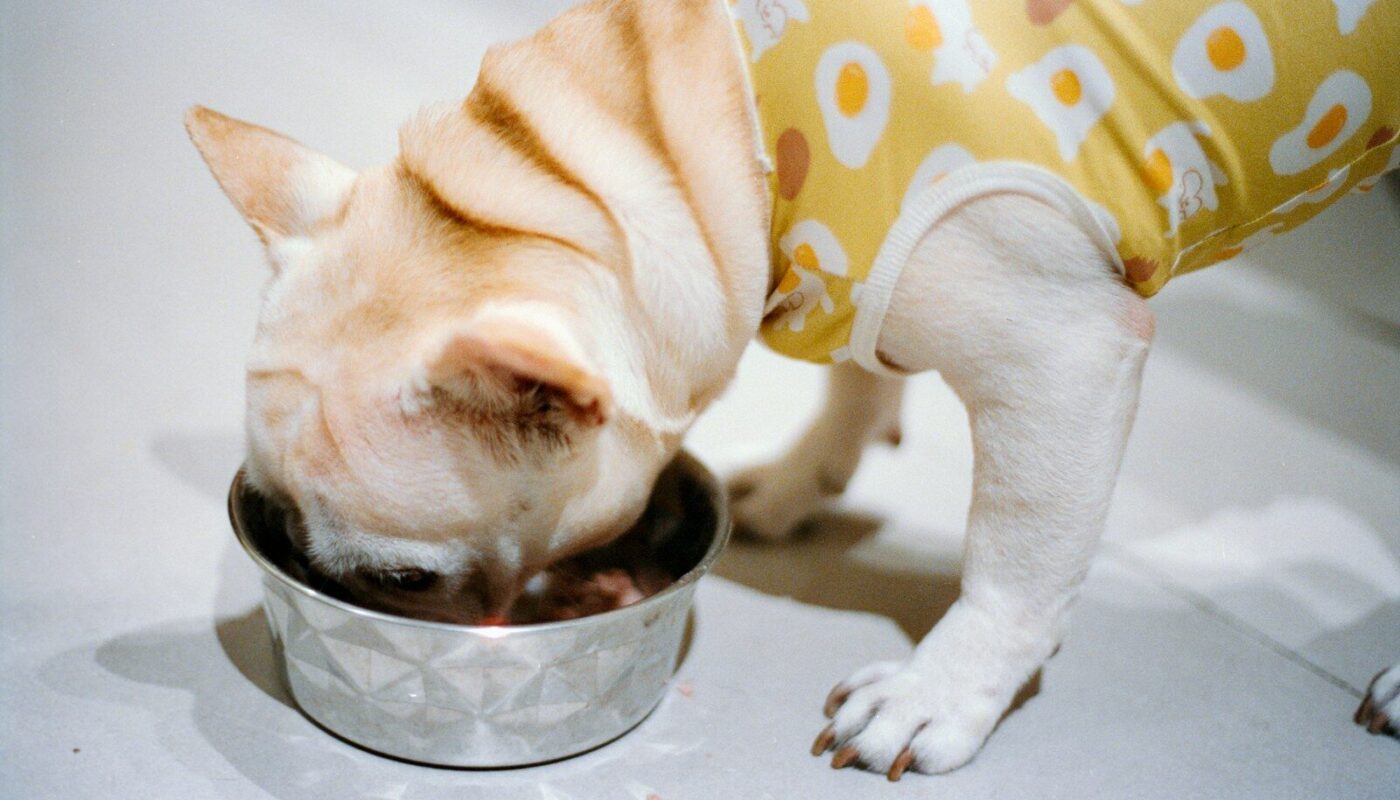 A french bulldog eating from a metal bowl.
