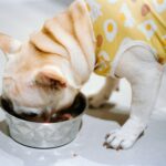 A french bulldog eating from a metal bowl.