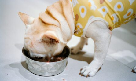 A french bulldog eating from a metal bowl.