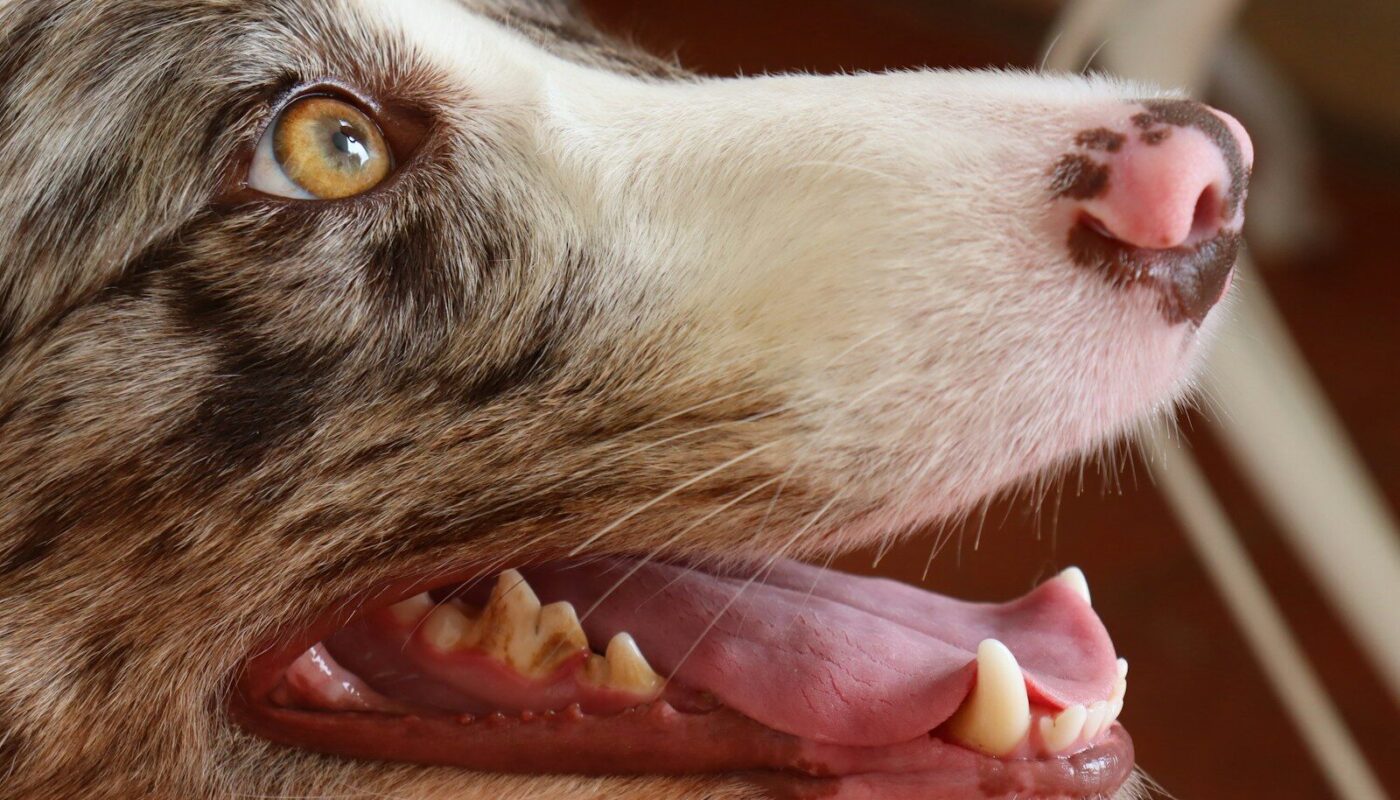 A close up of a dog with its mouth open