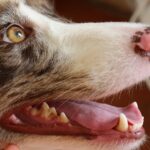 A close up of a dog with its mouth open