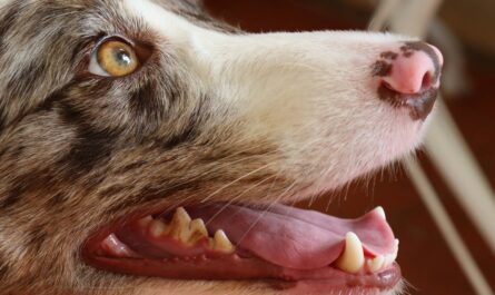 A close up of a dog with its mouth open