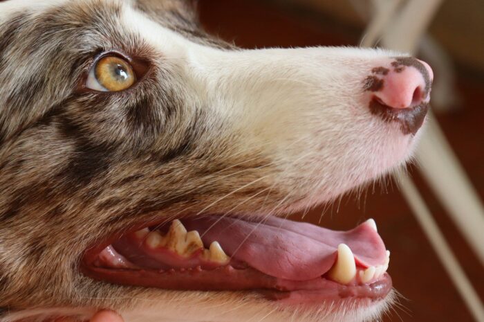 How to Maintain Dog Dental Health at Home