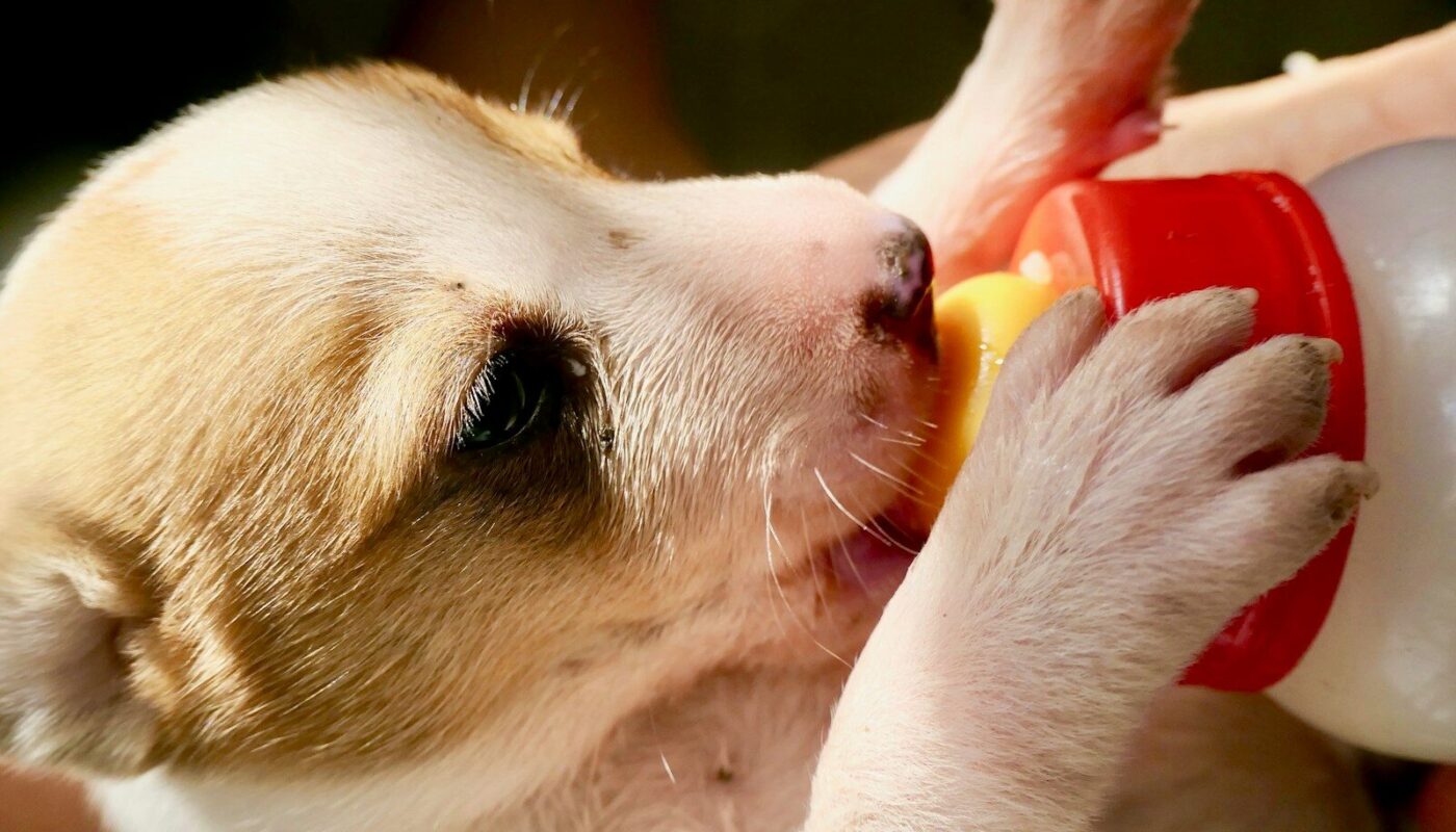 a small brown and white dog drinking from a bottle