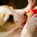 a small brown and white dog drinking from a bottle