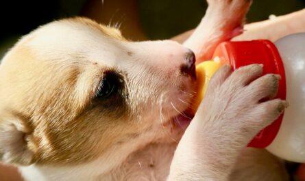 a small brown and white dog drinking from a bottle