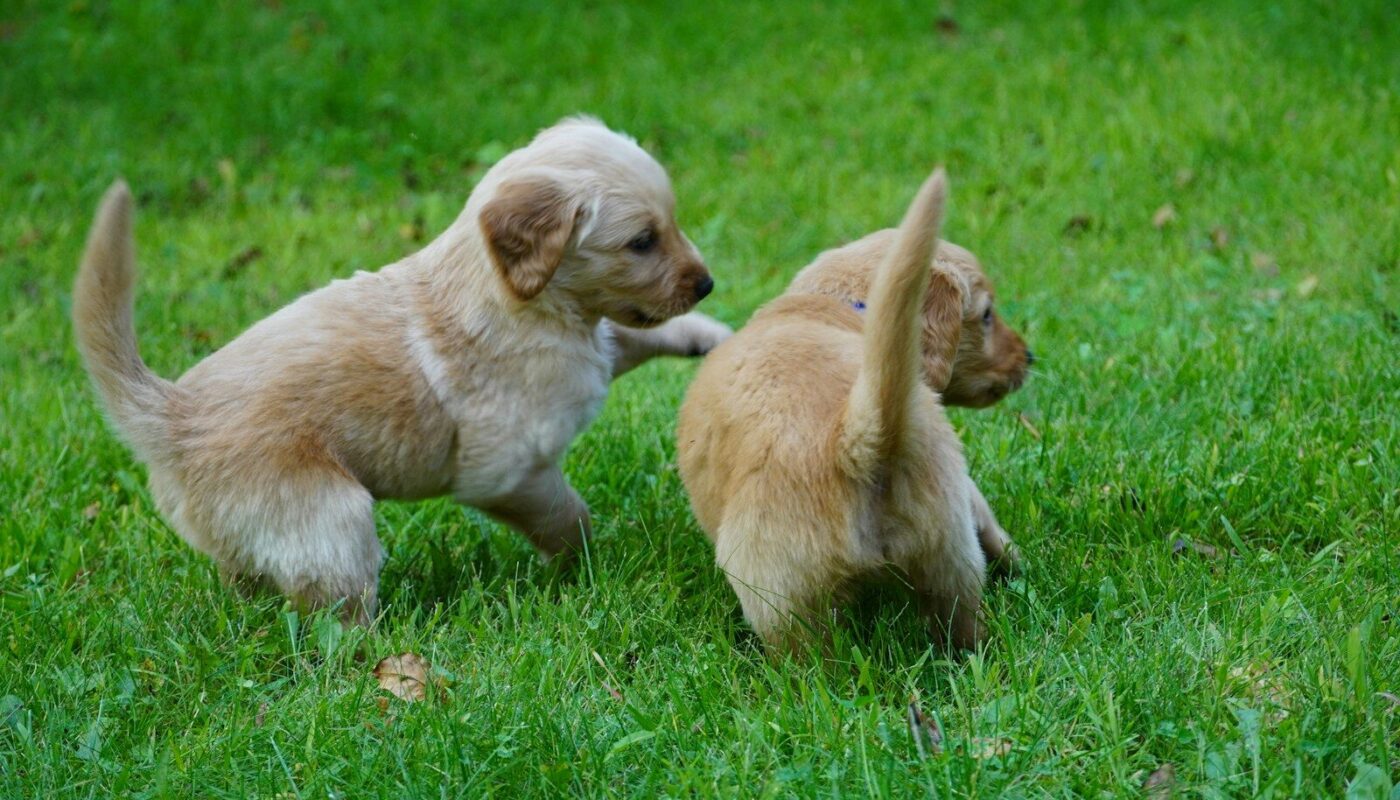 two puppies playing with each other in the grass