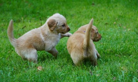 two puppies playing with each other in the grass
