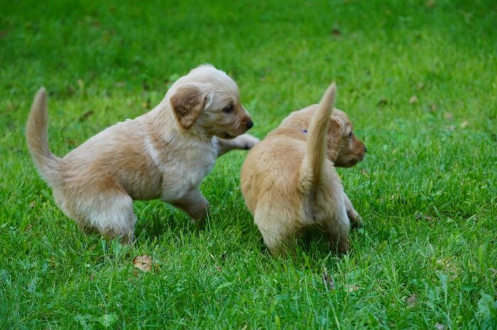 How to Take Care of a Puppy: Beginner’s Guide for New Dog Owners