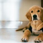 brown short coated dog lying on floor