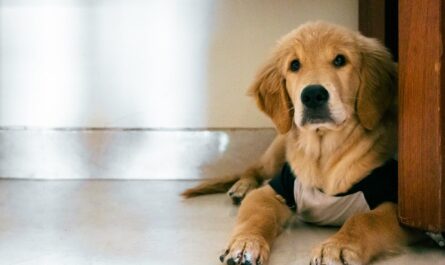 brown short coated dog lying on floor