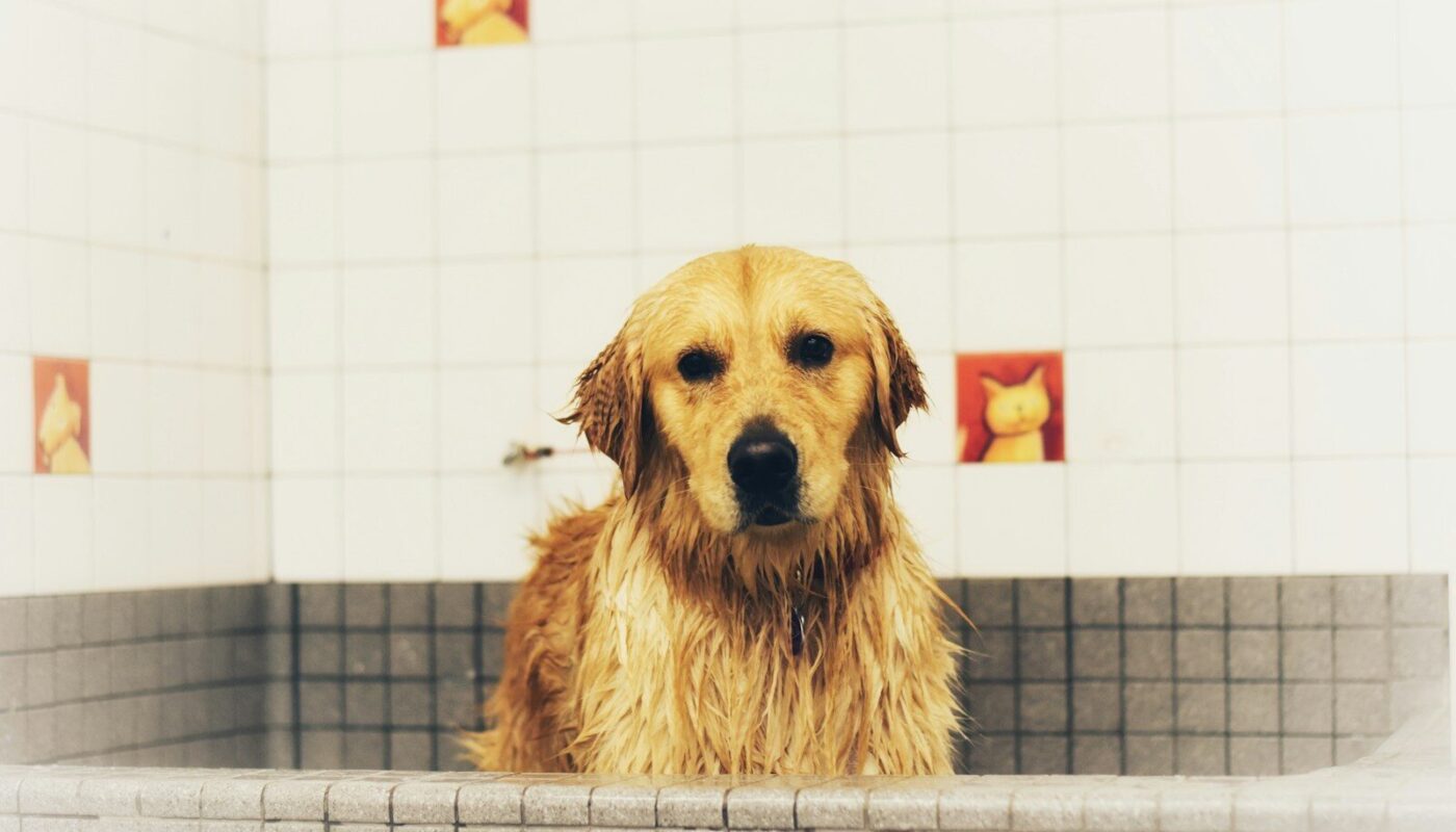 Golden retriever with wet fur