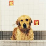 Golden retriever with wet fur