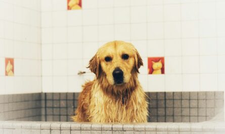 Golden retriever with wet fur