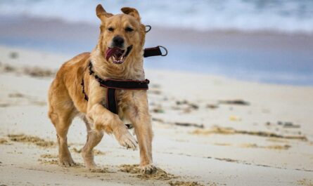 a dog running on the beach with a leash on