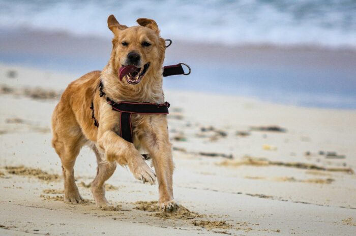 How Much Exercise Does a Dog Need? Daily Activity Guide