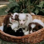 Several puppies nestled together in a woven basket.