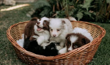 Several puppies nestled together in a woven basket.