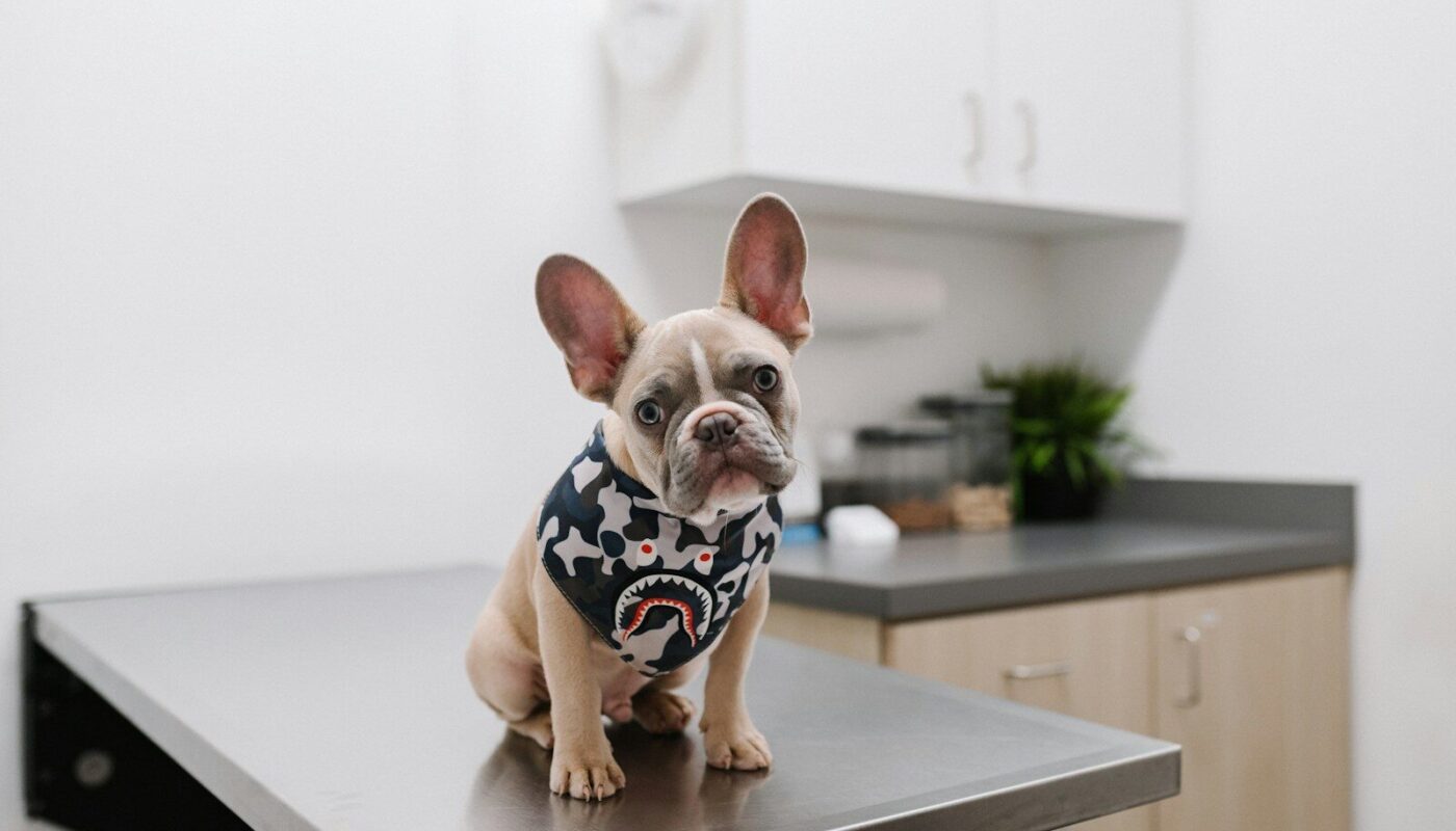 white and black short coated dog wearing white and black polka dot shirt