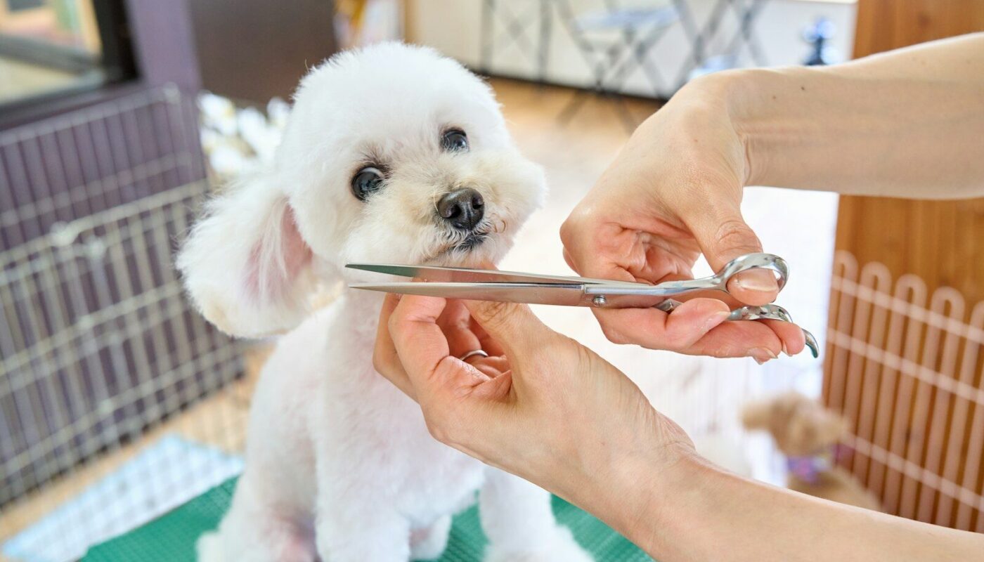 A small white dog being cut with a pair of scissors