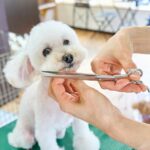 A small white dog being cut with a pair of scissors