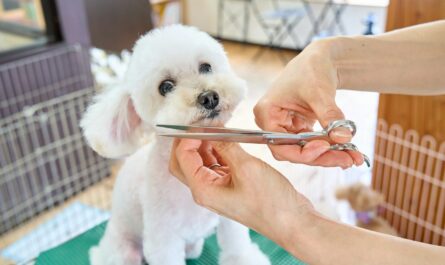 A small white dog being cut with a pair of scissors