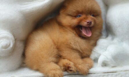 A fluffy orange pomeranian puppy yawning