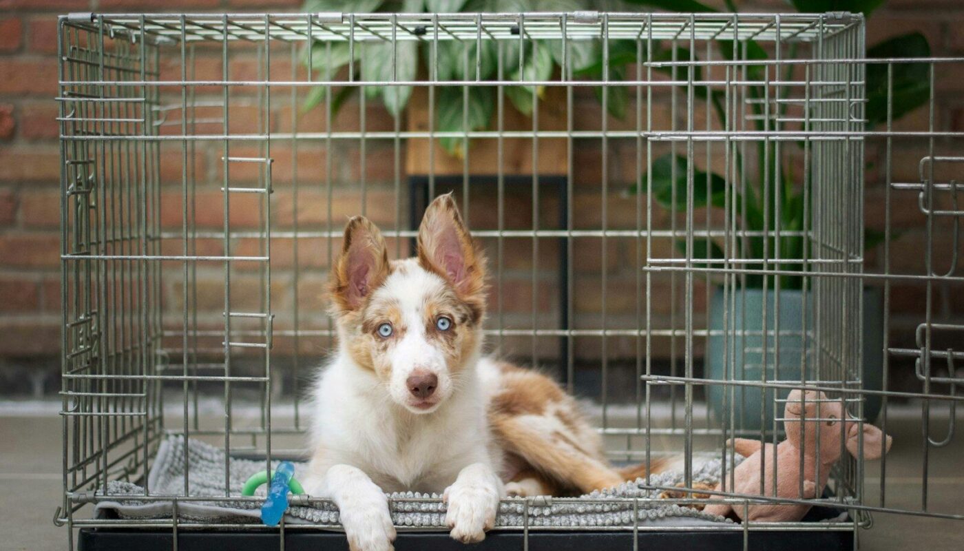 a brown and white dog inside of a cage