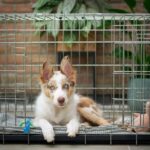 a brown and white dog inside of a cage