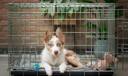a brown and white dog inside of a cage