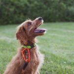 short-coated tan dog sits in green grass field during daytime