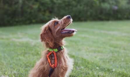 short-coated tan dog sits in green grass field during daytime