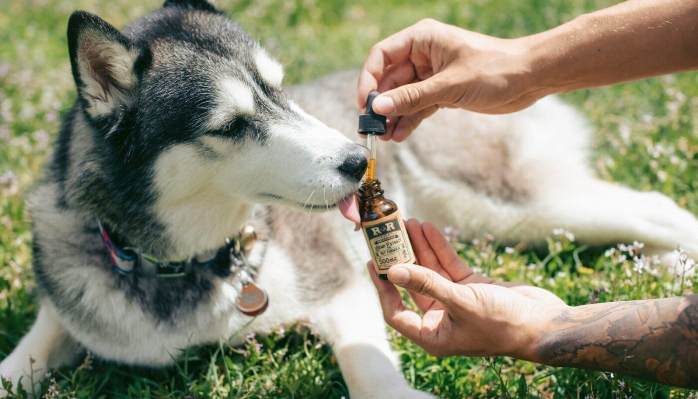 man giving medicine to a Siberian husky