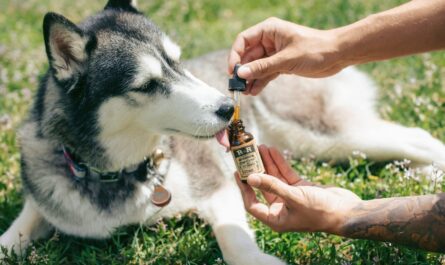 man giving medicine to a Siberian husky