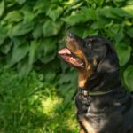 a black and brown dog sitting in the grass